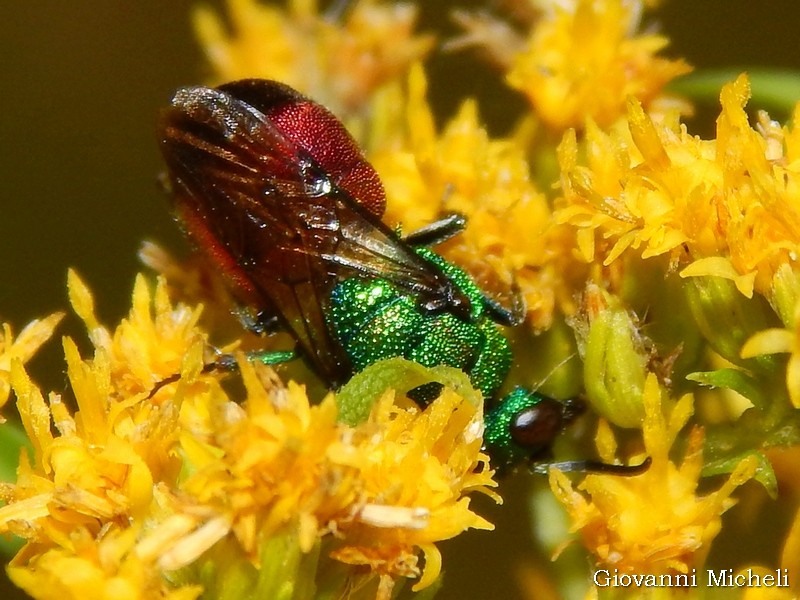 Chrysididae da ID: Hedychrum sp., prob. H. niemelai